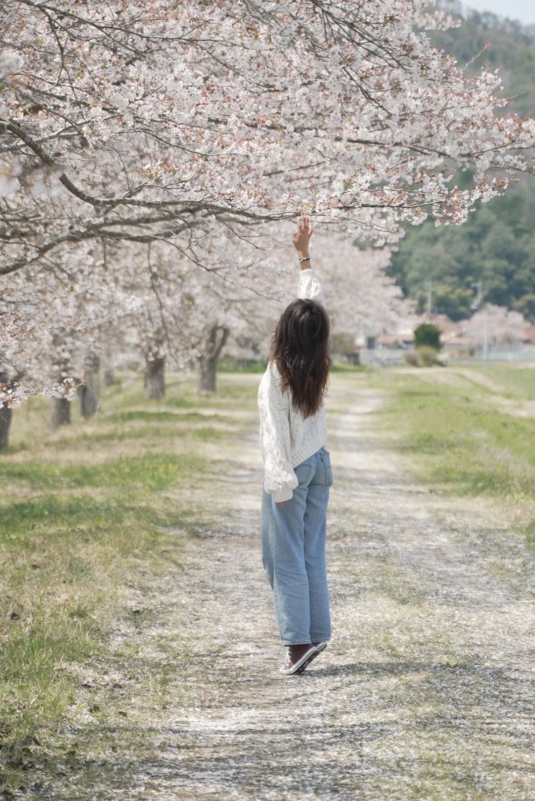 Cherry blossoms in Japanese countryside